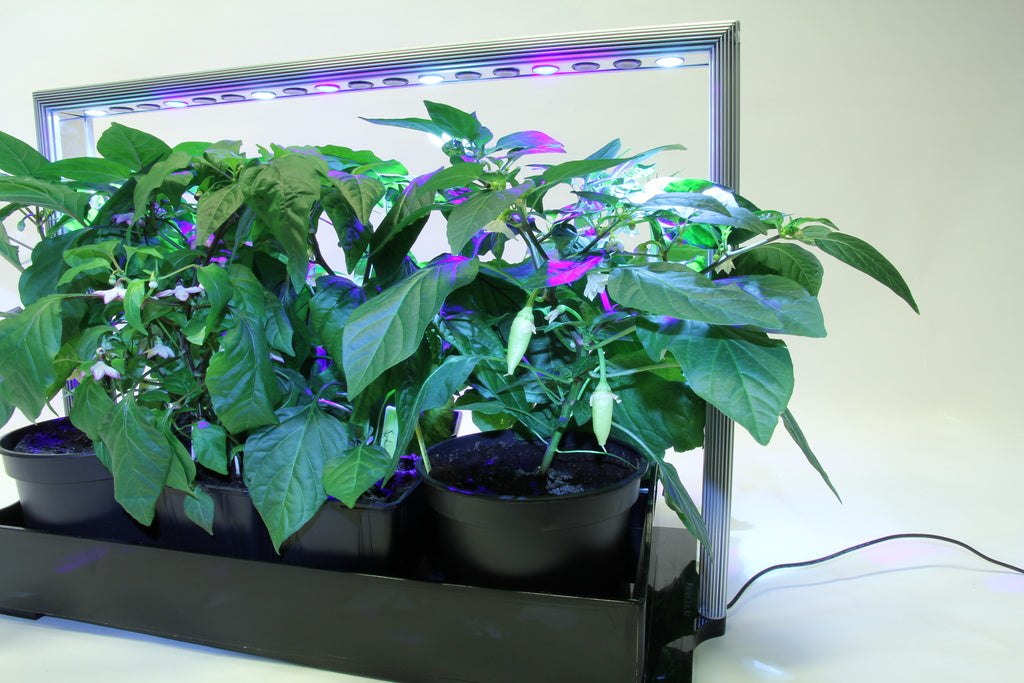 Hydroponisk odling utan jord: chili i Mini Plant Factory från Plantfabriken, med LED-växtbelysning för inomhusodling året runt