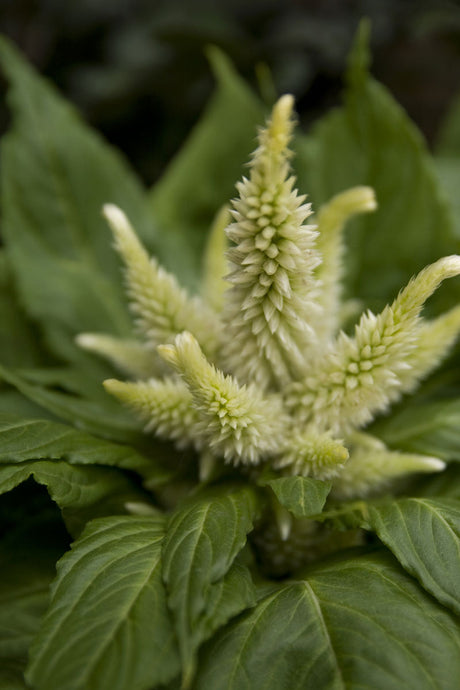 Plymört i limegrönt för höstinspirerad inredning – september månadsblomma i dämpade färger som bärnsten och grått. Vacker med naturmaterial och korallbär för varm, harmonisk stämning.