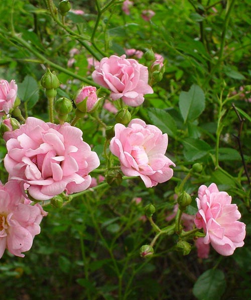 Polyantaros (Kinaros) – Rosa Polyantha krukros i Mors dag-bukett med vit lövkoja (Matthiola incana); doftande försommarblommor i rosa och vitt, perfekt svensk Mors dag-present.