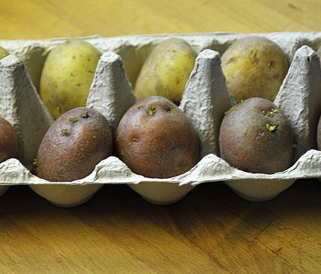 Förgroning av sättpotatis i äggkartong – april i trädgården; ljust och svalt ger knubbiga groddar och tidig färskpotatis till midsommar.