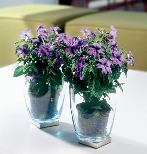 Praktbrowallia (Browallia speciosa) med himmelsblå blommor – populär rumsväxt i potatisfamiljen Solanaceae, även för terrass/balkong; skötsel: ljust läge, jämnt fuktig jord, minst 15 °C.