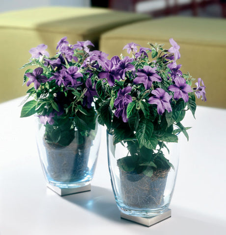 Praktbrowallia (Browallia speciosa) med himmelsblå blommor – populär rumsväxt i potatisfamiljen Solanaceae, även för terrass/balkong; skötsel: ljust läge, jämnt fuktig jord, minst 15 °C.