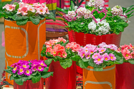 Jordviva (Primula vulgaris) i kruka – vårblommor i klara färger som skapar vårstämning inomhus, ett tidigt vårtecken och del av vårens färgpalett.