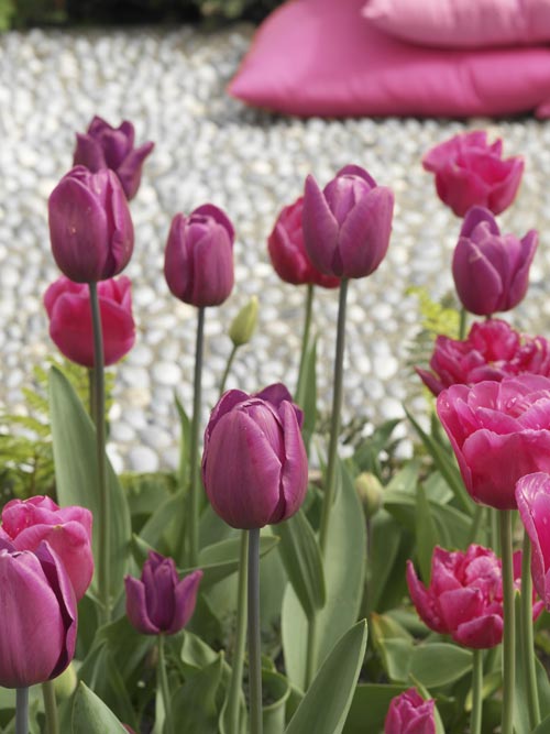 Purpurfärgad blomsterglädje – vårblommande blomsterlökar i ton‑i‑ton färgskala; tulpaner och pärlhyacinter planterade i rabatt och kruka för lång blomning.