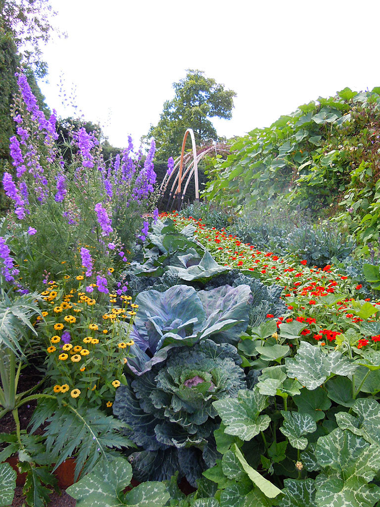 Frodig trädgårdsrabatt utmed spaljé där lianer klättrar över en hög portal och bildar grönt tak; blommande och fruktbärande klängväxter i planteringen skapar rik grönska.