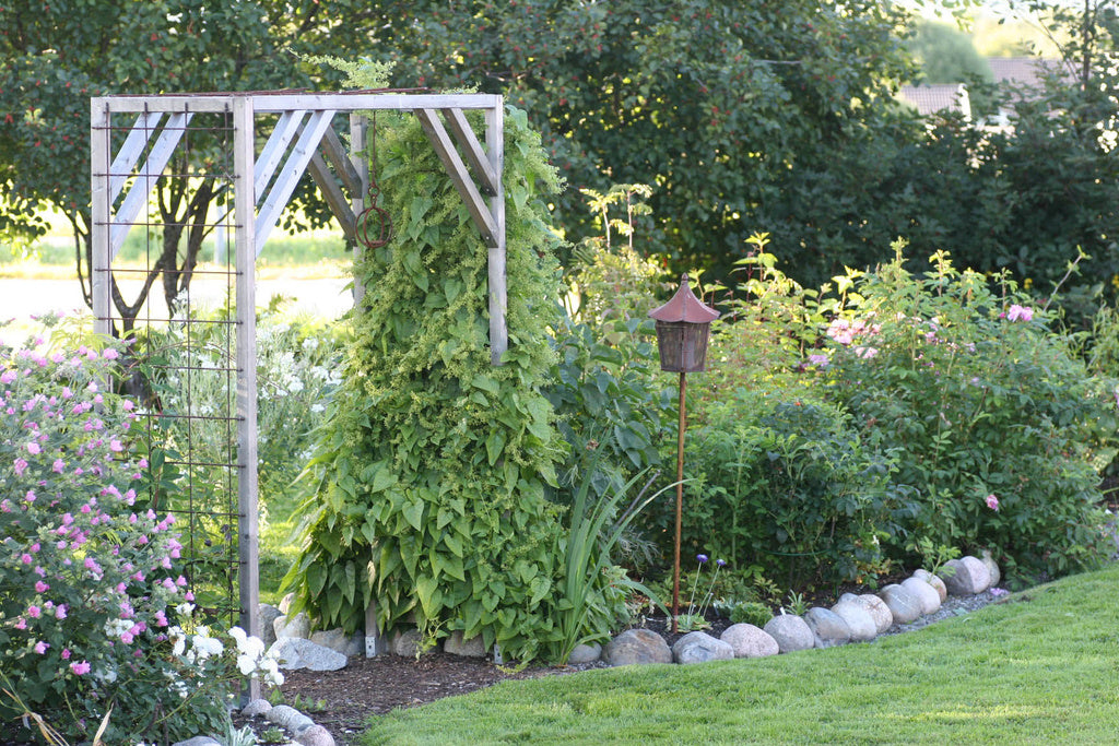 Rankspenat (Hablitzia tamnoides) – kaukasisk, flerårig klätterspenat i mållafamiljen med hjärtformade blad på spaljé; härdig i Sverige (zon 5–6), tidig vårskörd, lättodlad bladgrönsak.