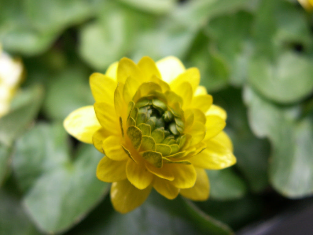 Svalört (Ranunculus ficaria) ‘Flore Pleno’ – fyllda klargula vårblommor med dekorativa marmorerade blad; ideal för woodland/lund, sol–halvskugga och humusrik, fuktig jord.