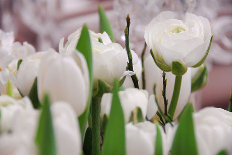 Färgglad bukett med ranunkel – bukettranunkel (Ranunculus asiaticus) i vårfärger, månadsblomma i mars som ger vårkänsla inomhus och utomhus.