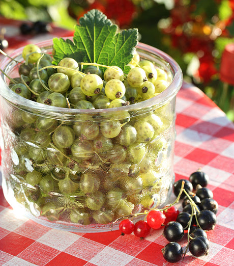 Gröna vinbär ’Vertti’ (Ribes nigrum) i glasburk – finsk och härdig sort med högt odlingsvärde; aromatiska bär för saft, sylt, gelé. Foto: Leena Hokka.