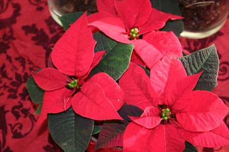 Klassisk röd julstjärna i kruka, stil för röd jul – julens blommor, hantverk och dekoration; skapar stilleben och blickfång, fin att kombinera med amaryllis, kalankoe, hyacint och begonia i blandade krukor.