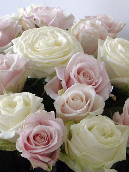 Romantisk försommarbukett med rosor och lövkoja (Matthiola incana) – doftande snittblommor med gröna blad, perfekt till mors dag.