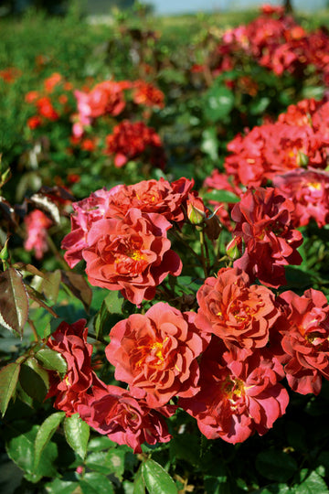 Klaseblommande rabattros ’Cinco de Mayo’ (Floribunda) – halvfyllda blommor i terracotta till purpur, mörkgröna glänsande blad, kompakt buskigt växtsätt, svag doft, kontinuerlig sommarblomning, härdig zon 3 i rabatt.