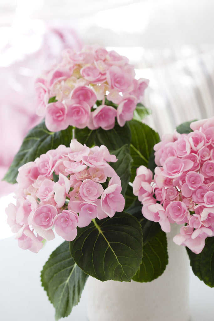 Rosa dubbelblommig hortensia med runda blomställningar i kruka – trivs i ljus skugga med jämnt fuktig surjord/rhododendronjord, pH-anpassad; regnvatten och god dränering.