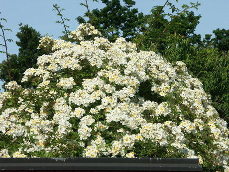 Kraftigväxande klätterros honungsros Rosa helenae 'Hybrida' med ljust gräddgula, doftande blommor i klasar och mörkgrönt blankt bladverk; ideal för pergolor och träd, härdig till zon 6 och ger orangeröda nypon.