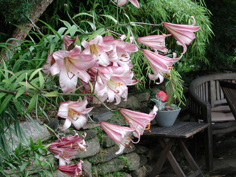 Rosa kungslilja i rabatt – skötselråd för liljor på friland och i kruka: plantera liljelökar djupt i väldränerad, mullrik jord med kompost och sand runt stjälken; vattna, ge flytande växtnäring och skydda mot liljebaggar.