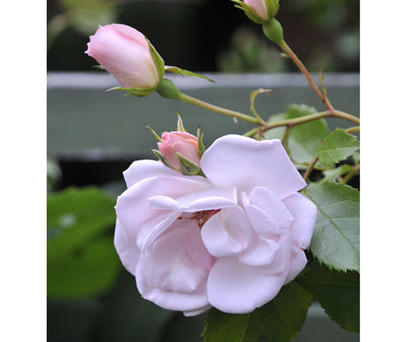 Rosen ‘New Dawn’ i högsommar – trädgårdspyssel med rosor och perenner: ta bort vissna blommor, vattna rätt och gödsla för rik blomning