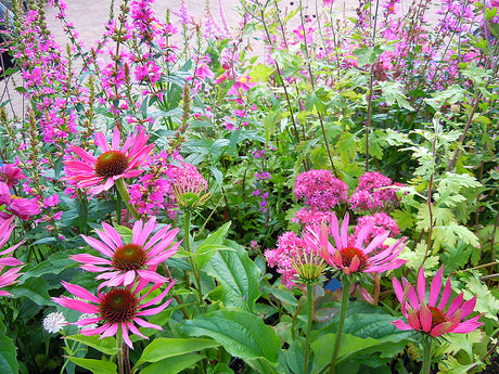 Rosa sensommar- och höstrabatt med senblommande perenner som ger struktur och höjd: röd solhatt, kärleksört 'Mr Goodbud', astilbe 'Maggie Daley', höstanemon, höstkrage och fackelblomster i lilarosa toner för pollinatörer.