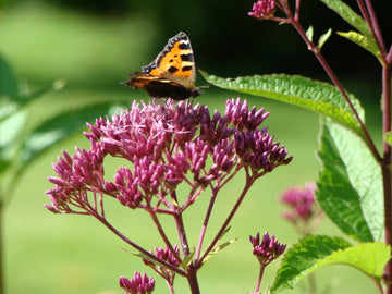 Rosenflockel (Eutrochium purpureum) i trädgård – hög perenn med rosa till purpurfärgade blomflockar, ideal i sol/halvskugga och fuktig, mullrik jord; sensommarens pollinerarmagnet.