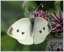 Rovfjäril (Pieris rapae, kålfjäril) på trädgårdsväxt – vanligt skadedjur i växtskydd; hål i blad som symptom att känna igen och förebygga genom rätt jordmån, näring och dränering. Foto: Ragnhild Moller