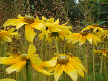 Sommarrudbeckia (Rudbeckia) – ettårig gul sommarblomma med mörkt öga i soligt läge; lätt att förodla från blomsterfrön, blommar juli–september, fin i rabatt och som snittblomma, gynnar pollinerare i trädgården.