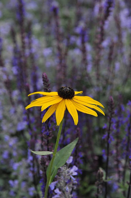 Rudbeckia fulgida var. sullivantii 'Goldsturm' – strålrudbeckia med klargula blommor och mörk upphöjd mitt i höstrabatten; lättodlad, härdig perenn och utmärkt snittblomma för solig, väldränerad jord i svenska trädgårdar.