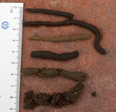 Rulla-jorden testet (rulltestet): rulla fuktig jord till en tråd för att uppskatta lerhalt och jordens struktur – praktiska jordtester i trädgården, testa din jord, sandjord vs lerjord.