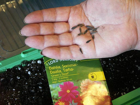Sådd och odling av snabbväxande växter – dahlior från frö: såjord över blomjord, vattna såbädden, täck med sand/vermikulit, namnlapp, växtbelysning för groning, avhärdning före utplantering.