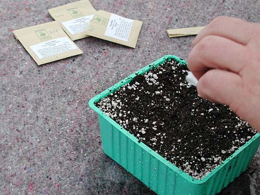 Sådd av sommarblommor i Göteborgs Botaniska Trädgård: Jenny sår frön i såjord med perlit för dränering, vattnar, siktar sand, täcker med miniväxthus/plantskyddsfolie vid ca 20 grader och märker med namn och sådatum.