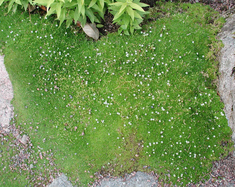 Sylnarv (Sagina subulata) – lågväxande, mattbildande och vintergrön marktäckare i stenparti; torktålig, gräsliknande matta med små vita stjärnblommor mellan trampstenar och fogar.
