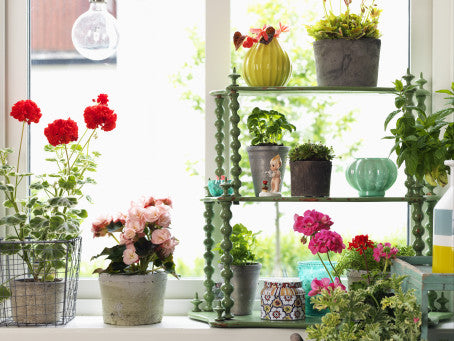 Sagosommar – Blomsterfrämjandets trend 2024 med romantisk, nostalgisk pastellpalett; pelargon, hortensia, begonia och azalea lyfter svensk odlingskunskap i trädgård och på balkong.