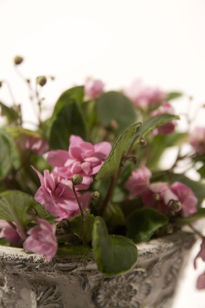 Saintpaulia 'Taita' – hängsaintpaulia med buskigt växtsätt och ljusrosa blommor på långa, smala stjälkar; perfekt i kruka och ampel på fönsterbrädan, ljust läge, blommar året runt.