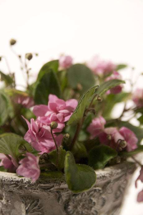 Saintpaulia 'Taita' – hängsaintpaulia med buskigt växtsätt och ljusrosa blommor på långa, smala stjälkar; perfekt i kruka och ampel på fönsterbrädan, ljust läge, blommar året runt.