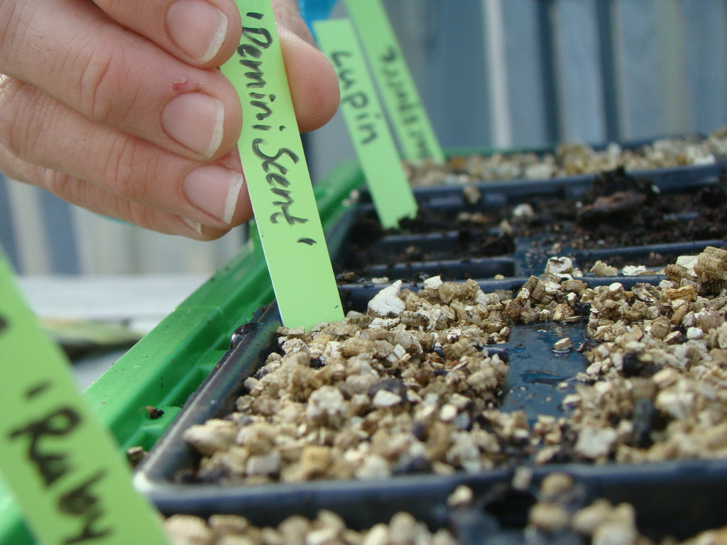 Sådd av perenner med såjord och perlit – odlingsråd för inomhus och utomhus, kallbänk, ljusgroende frön och stratifiering