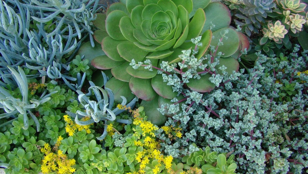 Marktäckande växter för torra och soliga platser: torktålig plantering med lammöron, krypmalört, timjan och fetknoppar i väldränerad jord.
