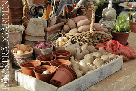 Sättpotatis i pallkragar – sandodling av potatis enligt NO-DIG; förgrodda knölar sätts med ca 25 cm plantavstånd och täcks med gräsklipp.