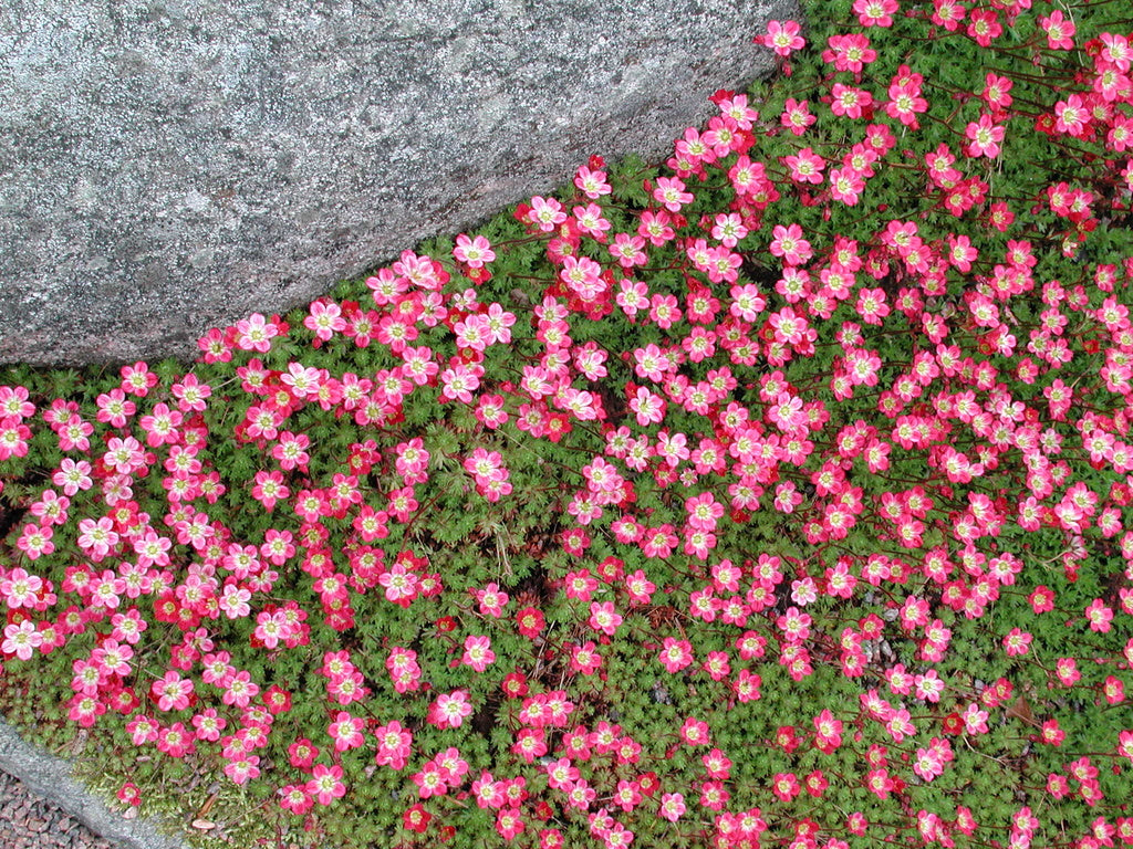 Rosenbräcka (Saxifraga x arendsii 'Peter Pan') – röd vårblommande bräcka för stenparti; kompakt marktäckare i halvskugga, väldränerad trädgårdsjord.