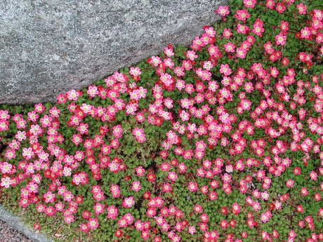 Rosenbräcka (Saxifraga x arendsii 'Peter Pan') – röd vårblommande bräcka för stenparti; kompakt marktäckare i halvskugga, väldränerad trädgårdsjord.