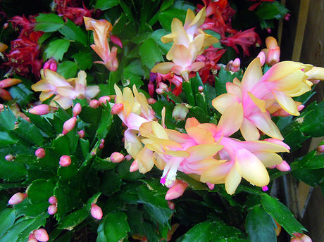 Novemberkaktus (Schlumbergera truncata) i färgsprakande blom, släkting till julkaktus – brasiliansk regnskogskaktus som blommar på senhösten; knoppar triggas av kortare dagslängd, vattnas underifrån.