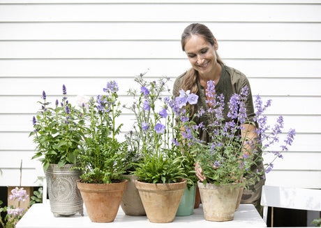 Inspiration för sensommarens krukor: hållbar mix av perenner och ettåriga växter som lavendel, prydnadsgräs, dahlia och hortensia i stora kärl med god dränering på terrass eller balkong.
