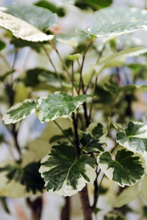Silveraralia med frodigt, elegant bladverk i robust betongkruka – inred med gröna växter för harmoni, mjukare linjer samt dynamik och höjd som stilren blickpunkt i rummet.