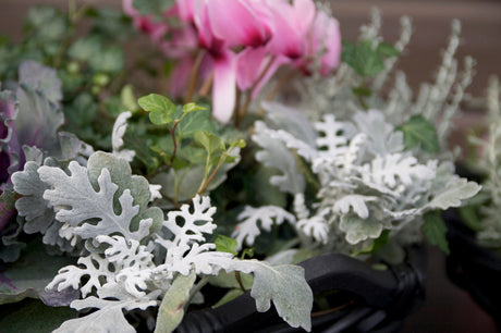Silverk (Senecio cineraria) med silvriga, ludna ekblad i höstplantering i kruka med cyklamen på terrass – lättskött, tålig och regn- och vindtålig höstkruka nära husvägg.