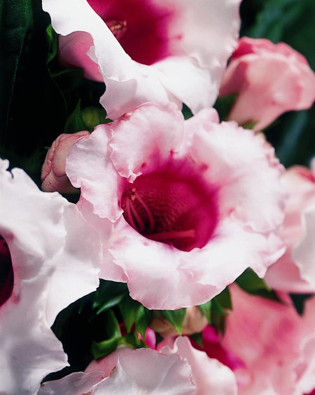 Sinningia hybrid Gloxinia (Sinningia speciosa) with velvety, bell-shaped blooms and compact foliage—an indoor flowering houseplant for bright, indirect light.