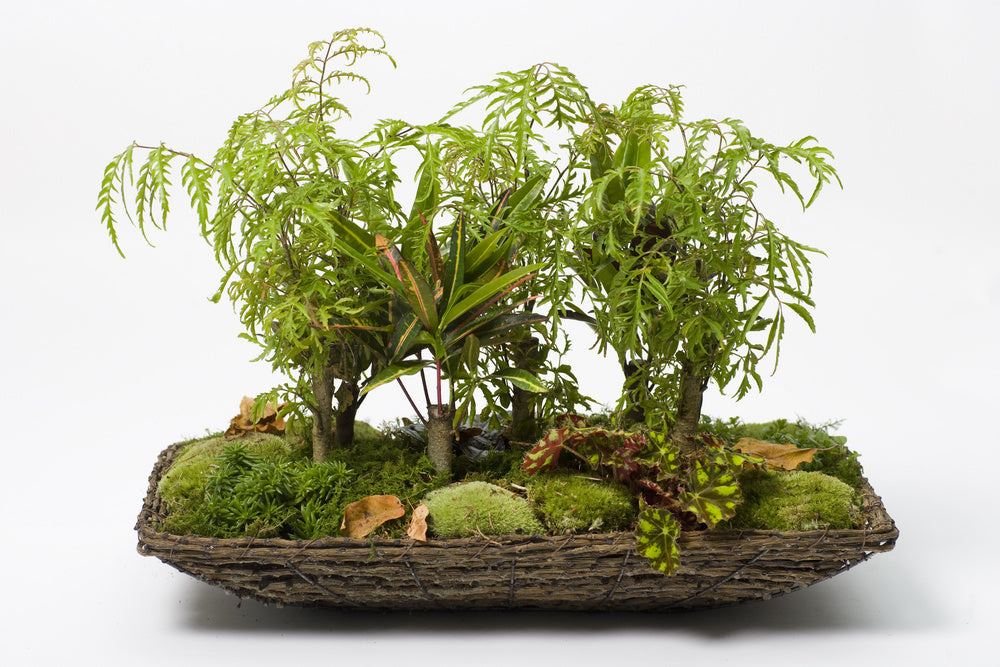 Skapa rätt inomhusklimat för krukväxter och inomhusväxter – undvik övervattning, låg luftfuktighet, för lite ljus, drag och stark värme; bekämpa ohyra, hantera rotsnurr och använd rätt växtbelysning och vattning.