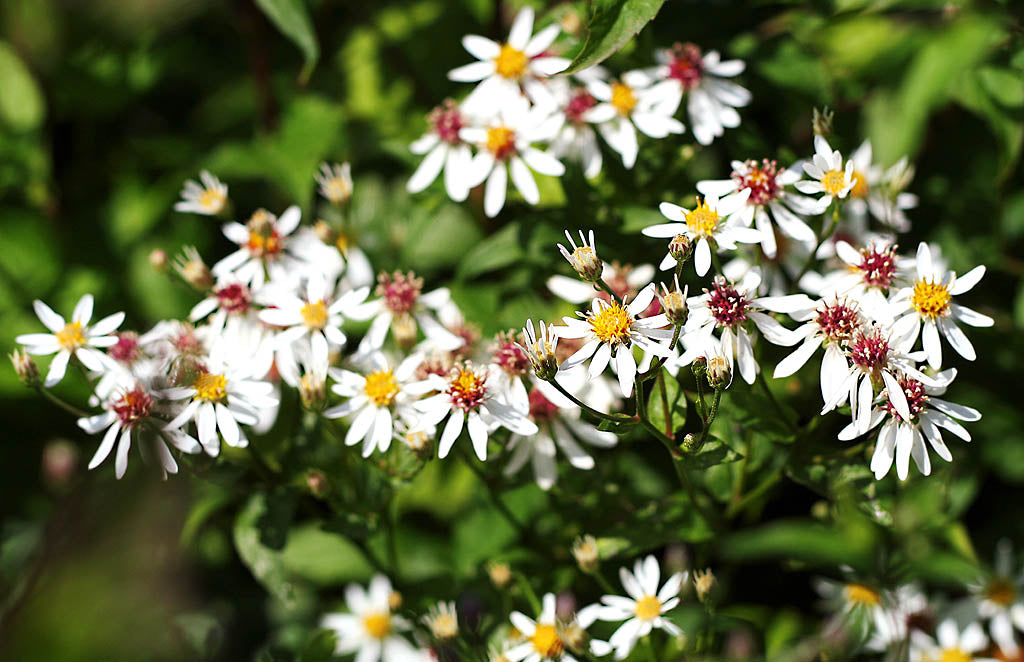 Vit skogsaster (Eurybia divaricata) – torktålig perenn för torr skugga; vita stjärnformade blommor, mörkgröna blad och svarta sicksackande stjälkar; blommar sensommar till höst.