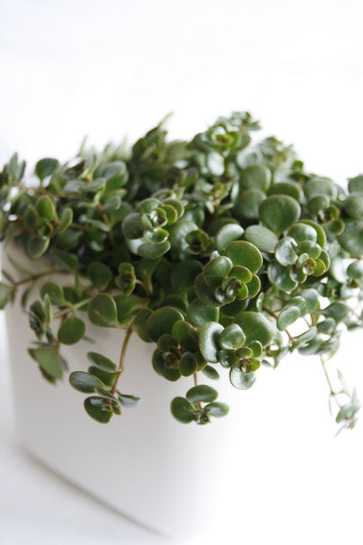 Sköldpaddstuva (Callisia repens) – lättskött, allergivänlig bladväxt och krukväxt med små runda olivgröna blad på hängande rankor som bildar tuvliknande mattor; trivs i halvskugga i väldränerad jord.