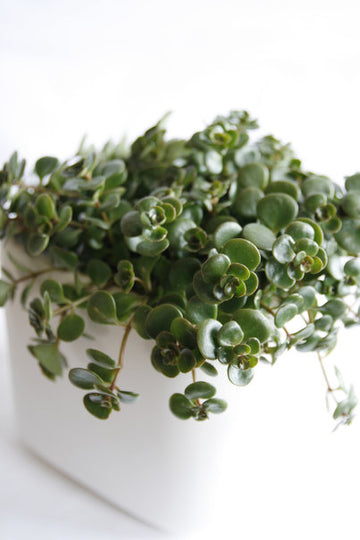 Sköldpaddstuva (Callisia repens) – lättskött, allergivänlig bladväxt och krukväxt med små runda olivgröna blad på hängande rankor som bildar tuvliknande mattor; trivs i halvskugga i väldränerad jord.