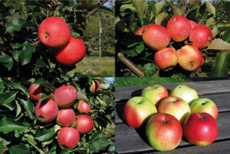 SLU äpple – nya äppelsorter från Elitplantstationen (EPS) och E-planta: sortäkta, klimatanpassade fruktträd med E-planta-märkning, provodlade för svenska odlingsförhållanden, hög härdighet och sjukdomsresistens.