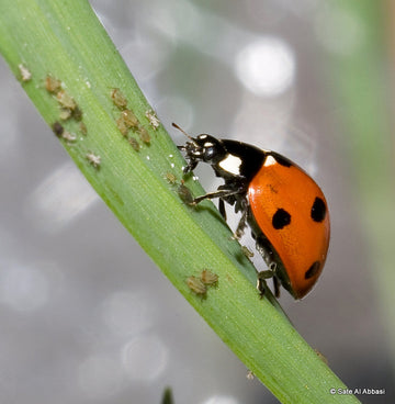 Nyckelpiga på grönt blad – biologisk kontroll av bladlöss. SLU-forskning: doftande fotspår och avföring från Coccinellidae signalerar predationsrisk så att Rhopalosiphum padi undviker värdväxter; integrerat växtskydd.