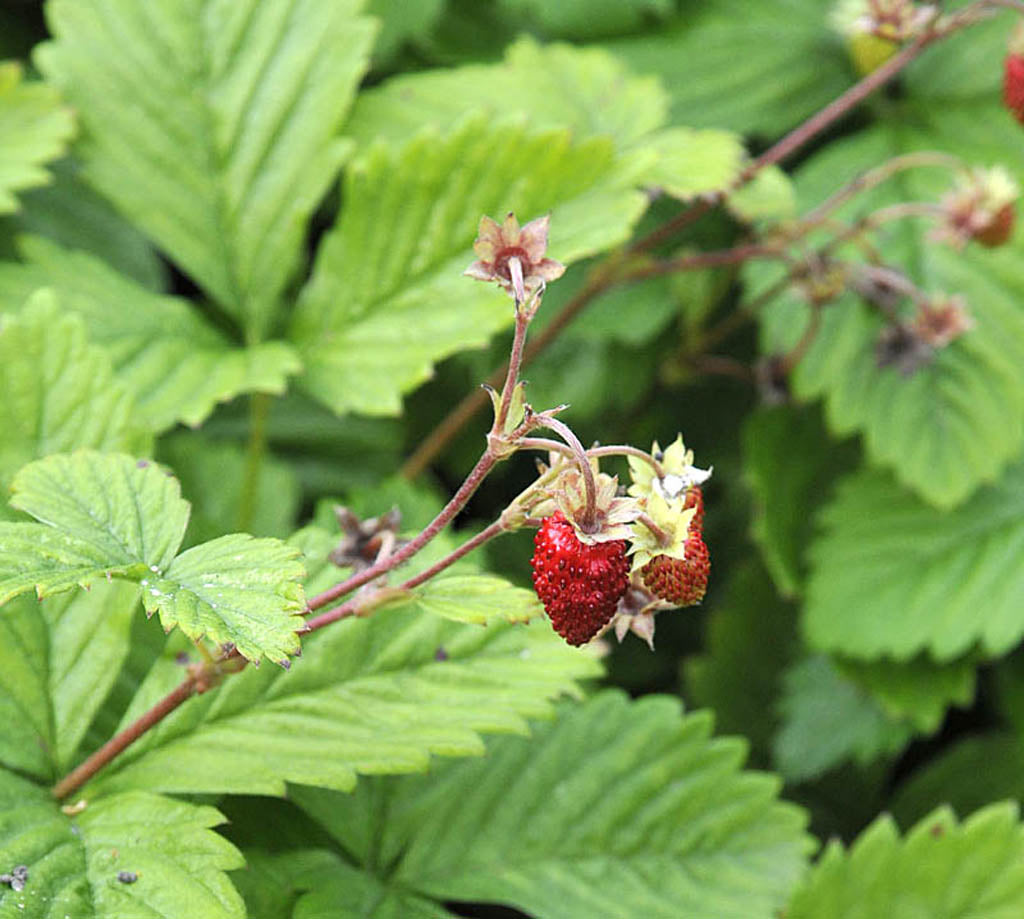 Smultron – månadssmultron (Fragaria vesca var. semperflorens, Rosaceae) med mogna röda bär; lättodlad kantväxt utan revor för solig plats, mullrik jord pH 6,5, bär hela sommaren
