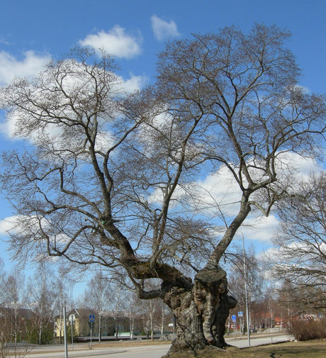 Sockerdricksträdet – den gamla almen i prästgårdsparken på Astrid Lindgrens Näs, Vimmerby; inspiration till Pippi Långstrump, ett historiskt träd för lek, natur och tematiska trädgårdar.